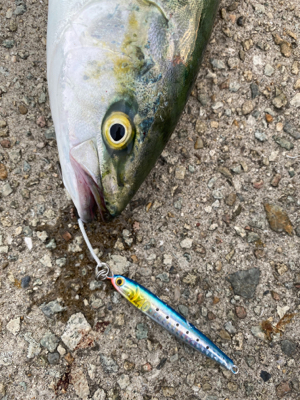 ショアジギング