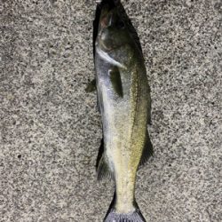 エギング時々シーバス