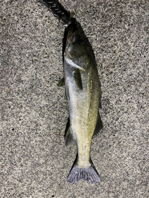 エギング時々シーバス