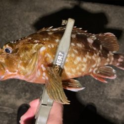 久々の釣行、癒しのガッシー