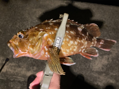 久々の釣行、癒しのガッシー