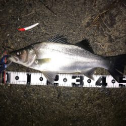 食い込みが浅いかと思いきやフックが伸びていた(>_<)