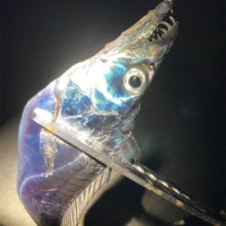 ショアジギング