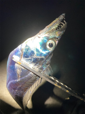 ショアジギング