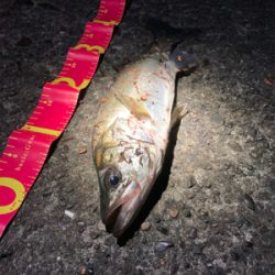 着水と同時に食ってきた！