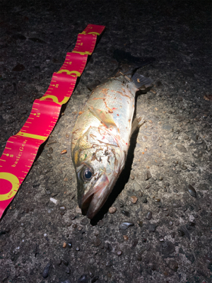 着水と同時に食ってきた！