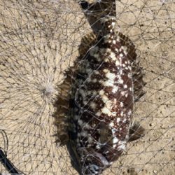 チヌのフカセ釣りの真似事(´ω｀）ﾄﾎﾎ…