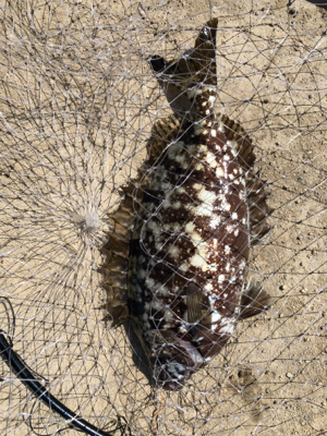 チヌのフカセ釣りの真似事(´ω｀）ﾄﾎﾎ……