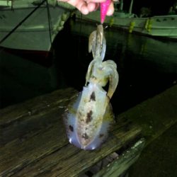 イカ釣り