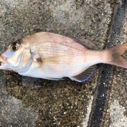 久しぶりの砂浜からの投げ釣りです。