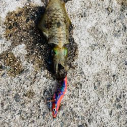 秋イカ調査〜御崎漁港〜