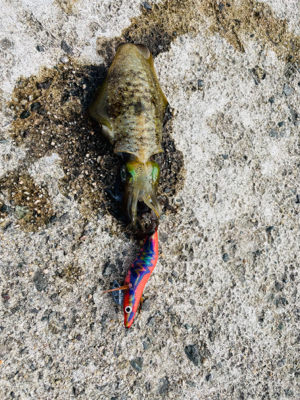 秋イカ調査〜御崎漁港〜