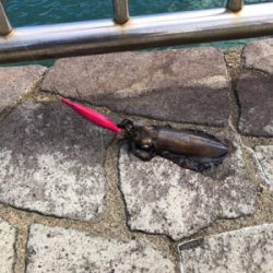 アオリイカのシーズンです。