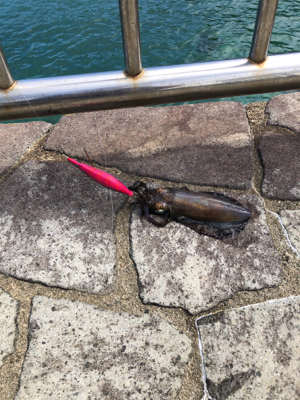 アオリイカのシーズンです。