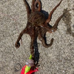 ⭐︎タコが本命