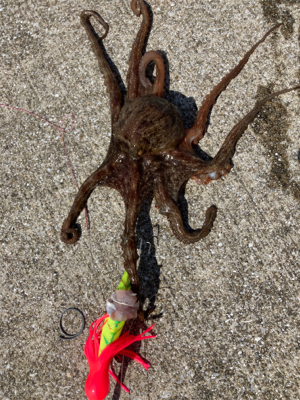 ⭐︎タコが本命