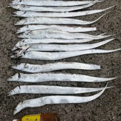 今シーズン初タチ