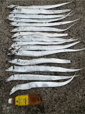 今シーズン初タチ