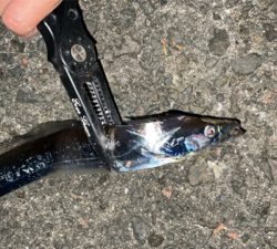 タチウオナイト