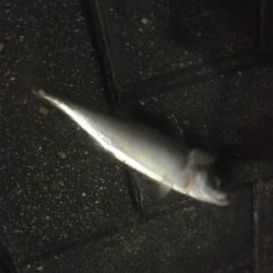 サバング?サバリング?サバゲー?