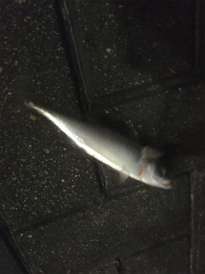 サバング？サバリング？サバゲー？