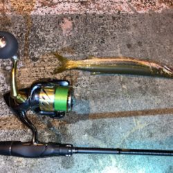 またもやカマス