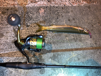 またもやカマス