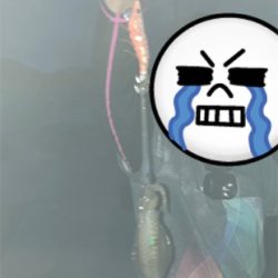 今年初エギング