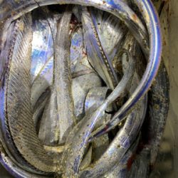 ぼちぼち刀狩り