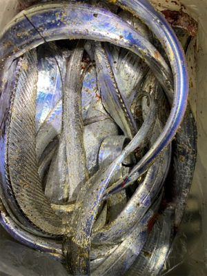 ぼちぼち刀狩り