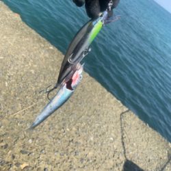 ショアプラッキング ブリ(ワラサ) トライデント150