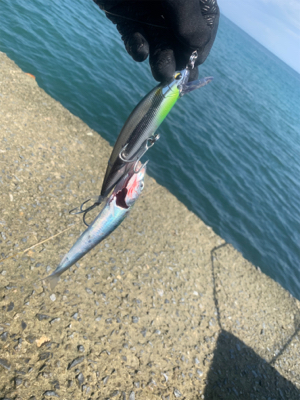 ショアプラッキング ブリ(ワラサ) トライデント150