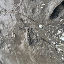 小さいのがかなり入ってる