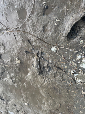 小さいのがかなり入ってる