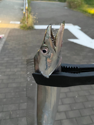 ついにタチウオ開幕