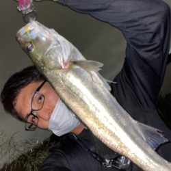 荒川　シーバス