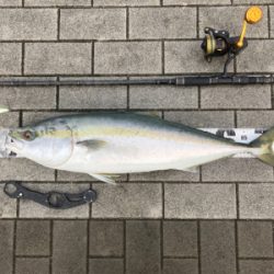 初秋、湾奥コスモ青物一番乗り。ギリ鰤80cm。。