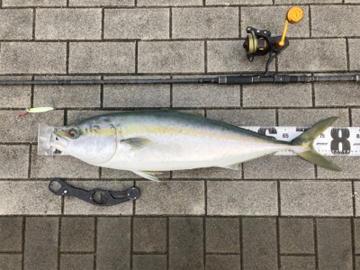 初秋、湾奥コスモ青物一番乗り。ギリ鰤80c…