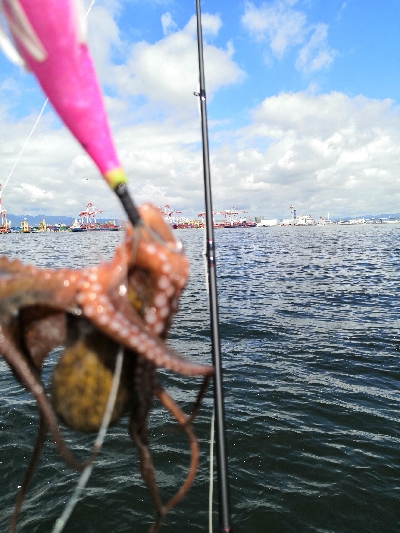 雨上がりでタコ
