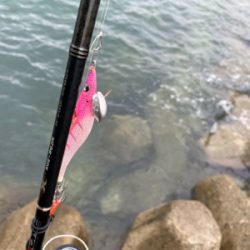 エギを通すと、ワラワラ^ ^