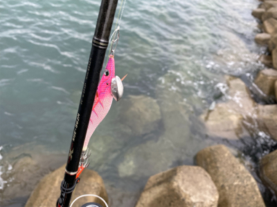 エギを通すと、ワラワラ^ ^