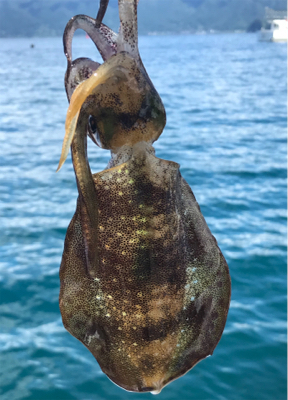 少し大きくなったアオリイカ