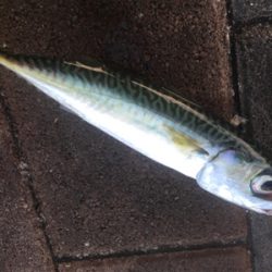 タチウオ狙うも