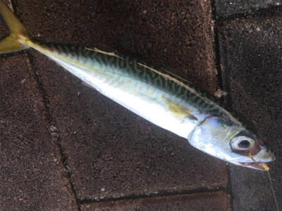 タチウオ狙うも