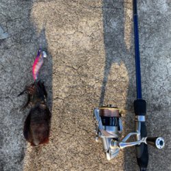 シオゲームの合間にエギング