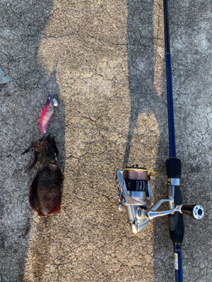 シオゲームの合間にエギング