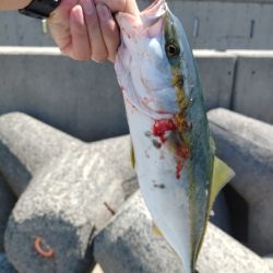 人工島青物回遊中