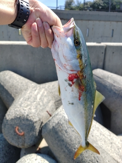 人工島青物回遊中