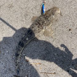 マゴチは裏切らない！