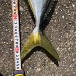 今季初メジロ！ノマセ釣り